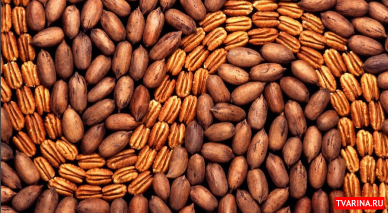 Ореховый бизнес: 11 самых распространенных вопросов о выращивании пекана