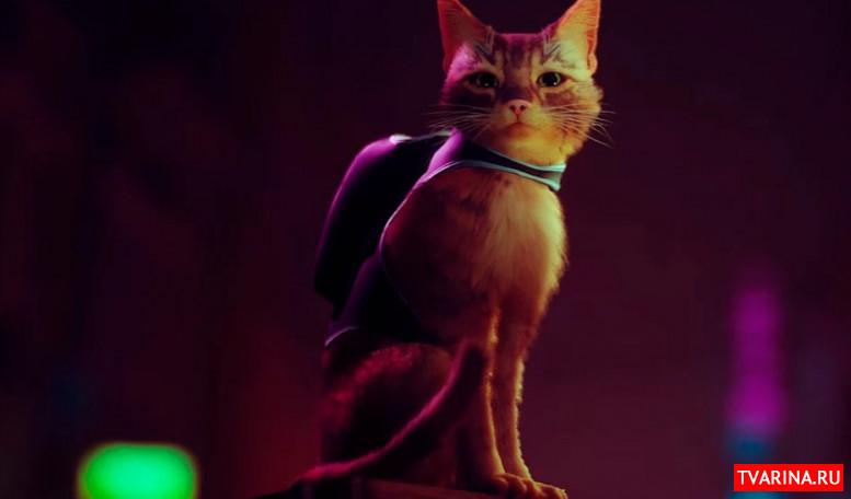 Кадр из игры Stray от Annapurna, в которой вы играете за кота-бездомного